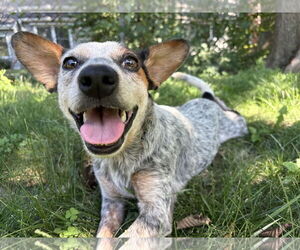 Medium Mutt