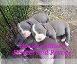 Small #13 American Pit Bull Terrier