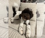 Small #2 Goldendoodle