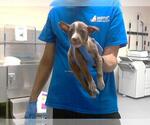 Small American Pit Bull Terrier