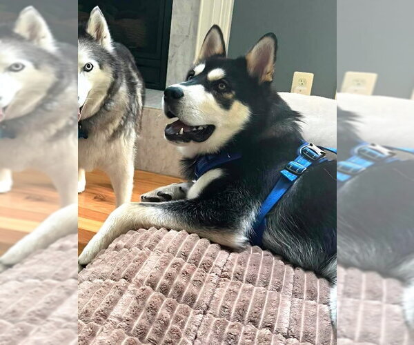 Medium Photo #3 Chow Chow-Siberian Husky Mix Puppy For Sale in Severn, MD, USA