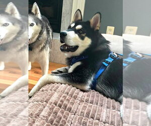 Lupo - Male Chow Chow-Siberian Husky Mix Dog for Adoption - Photo #3