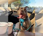 Small #4 American Bulldog