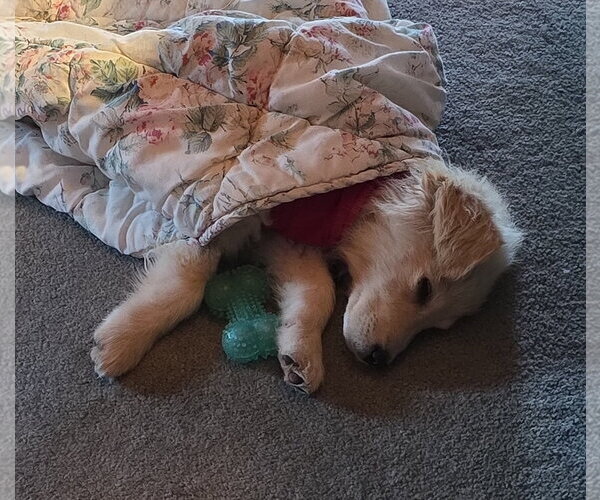Medium Photo #4 Great Pyrenees-Unknown Mix Puppy For Sale in Brooklyn Center, MN, USA