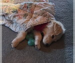 Small #3 Great Pyrenees Mix