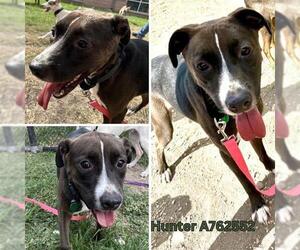 American Staffordshire Terrier-Labrador Retriever Mix Dogs for adoption in San Antonio, TX, USA