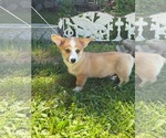 Small #1 Mutt