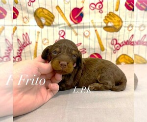 Dachshund Puppy for sale in WINNSBORO, LA, USA