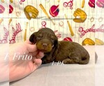 Image preview for Ad Listing. Nickname: mini Frito