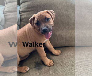 Mutt Dogs for adoption in Jackson Township, NJ, USA