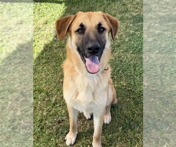 Medium Photo #2 Mutt Puppy For Sale in San Leon, TX, USA