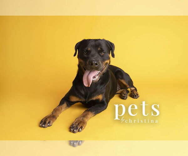 Medium Photo #5 Rottweiler Puppy For Sale in Foristell, MO, USA