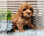 Small Photo #6 Cavapoo (Miniature)-Poodle (Standard) Mix Puppy For Sale in CAPAC, MI, USA