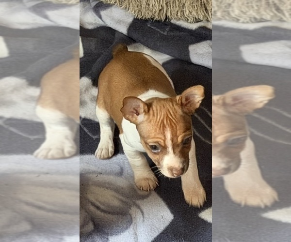 Medium Photo #3 Rat Terrier Puppy For Sale in WHITAKERS, NC, USA