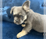 Small #22 French Bulldog