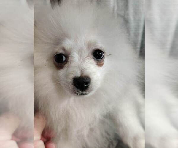 Medium Photo #5 Pomeranian Puppy For Sale in CONWAY, SC, USA