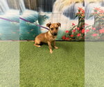 Small #1 Chiweenie