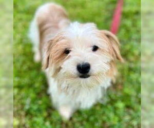 Lhasa Apso-Unknown Mix Dogs for adoption in Plymouth, MN, USA