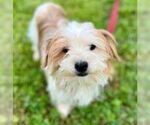 Small Lhasa Apso Mix