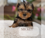 Small #3 Yorkshire Terrier
