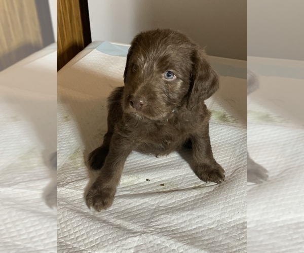 Medium Photo #13 Labradoodle Puppy For Sale in DEEPWATER, MO, USA
