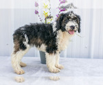Puppy Star Poodle (Miniature)