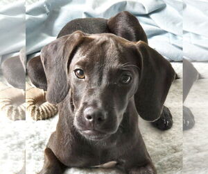 Dachshund-Unknown Mix Dogs for adoption in Wheaton, IL, USA
