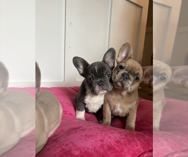 Medium Photo #12 French Bulldog Puppy For Sale in VIRGINIA BEACH, VA, USA