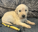 Puppy August Golden Retriever