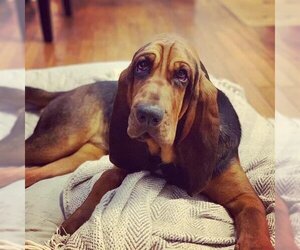 Bloodhound Dogs for adoption in San Antonio, TX, USA