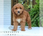 Small #1 Goldendoodle (Miniature)