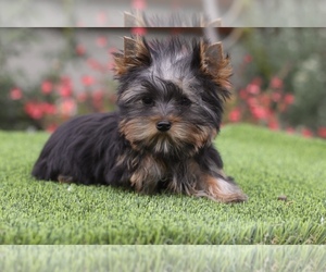 Yorkshire Terrier Puppy for sale in SAN FRANCISCO, CA, USA