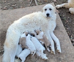 Mother of the Great Pyrenees puppies born on 10/18/2023