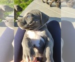 Small Photo #2 American Pit Bull Terrier Puppy For Sale in CHAMBERSBURG, PA, USA