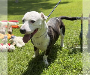 Axel Hope  Lower Fee - Male Mutt Dog for Adoption - Photo #4
