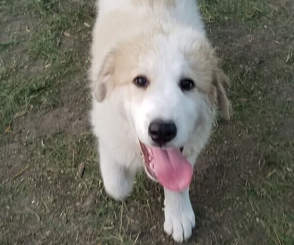 Medium Photo #2 Great Pyrenees Puppy For Sale in LESTER PR, MN, USA