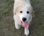 Small Photo #2 Great Pyrenees Puppy For Sale in LESTER PR, MN, USA