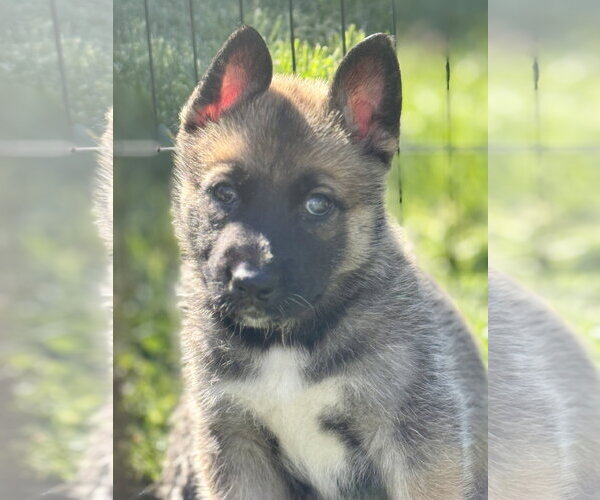 Medium Photo #2 Siberian Husky-Unknown Mix Puppy For Sale in Holly Springs, NC, USA