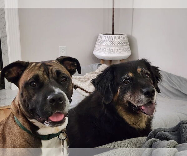 Medium Photo #46 Boxer-Unknown Mix Puppy For Sale in Holly Springs, NC, USA