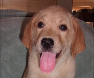 Labrador Retriever Puppy for sale in CALIENTE, CA, USA