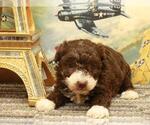 Small Photo #6 Poodle (Toy) Puppy For Sale in SHAWNEE, OK, USA