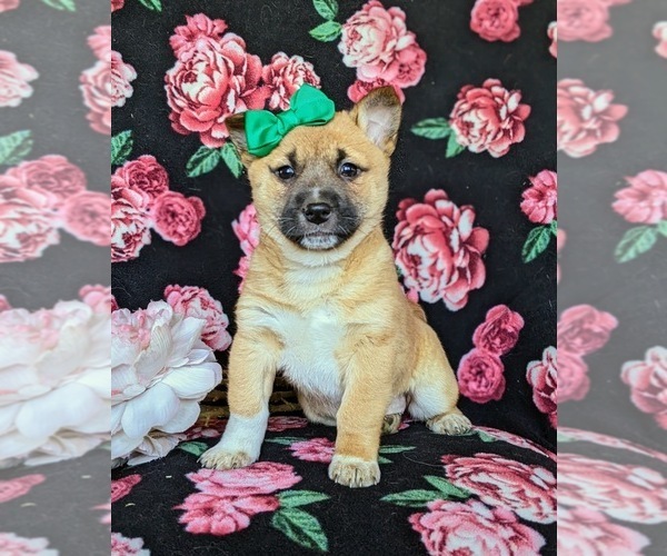 Medium Photo #1 Jack Russell Terrier-Shiba Inu Mix Puppy For Sale in ATGLEN, PA, USA