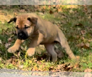 Boerboel Litter for sale in BOWIE, MD, USA