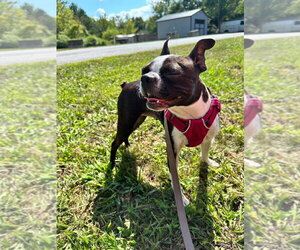 Boston Terrier Dogs for adoption in Candler, NC, USA