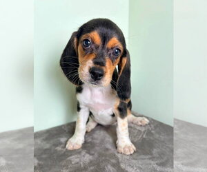 Beagle-Unknown Mix Dogs for adoption in New Oxford , PA, USA