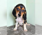 Small Beagle Mix