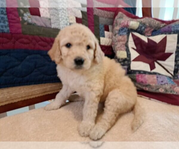 Medium Photo #2 Goldendoodle Puppy For Sale in PELHAM, NH, USA