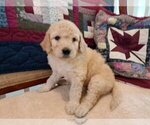Small #1 Goldendoodle
