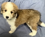 Image preview for Ad Listing. Nickname: Litter of 2