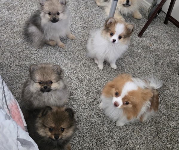 Medium Photo #1 Pomeranian Puppy For Sale in MENIFEE, CA, USA